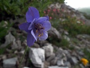 SENTIERO DEI FIORI CLAUDIO BRISSONI, percorso con giro ad anello, partendo dal Rif. Capanna 2000 il 1 agosto 2012  - FOTOGALLERY